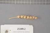 Click for 1 image(s) for this accession. Spike